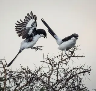black and white birds in a tree